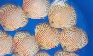 Discus Farms - OzDiscus