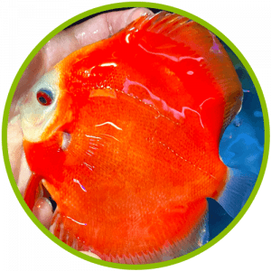 Unique Discus Feature