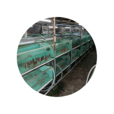 Discus Farms - OzDiscus