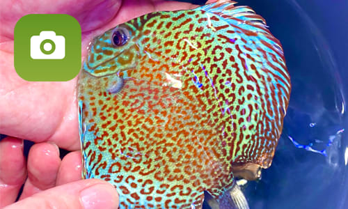 How to deworm your Discus - OzDiscus