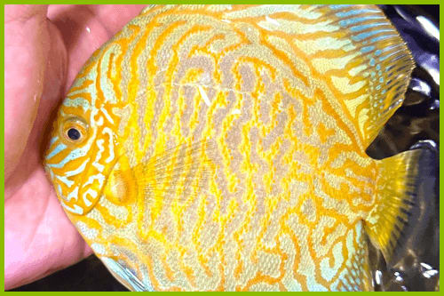 Different strains of Discus: A comprehensive guide - OzDiscus