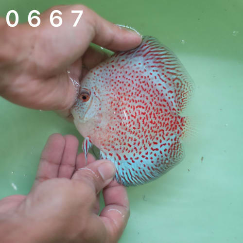 Snow Leopard Panthera 10/11cm BO - OzDiscus