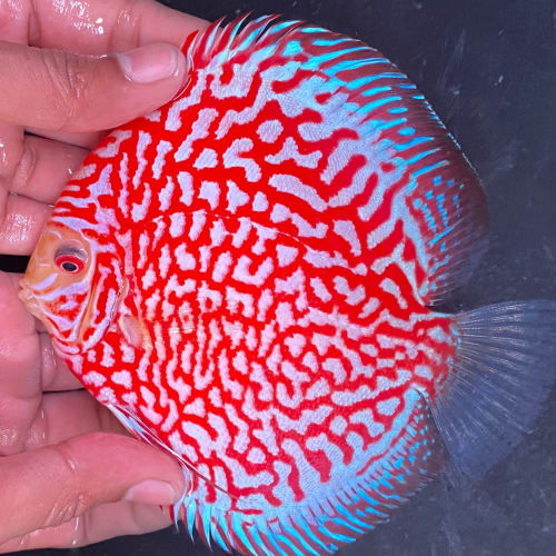 Super Red Jaguar 11/12cm BO - OzDiscus