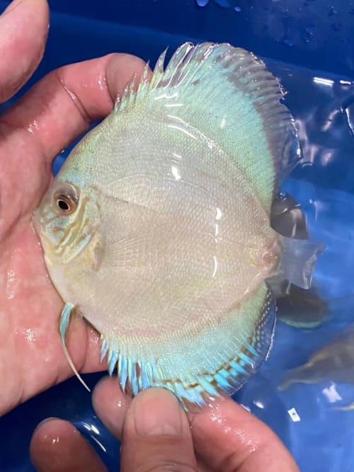 Cobalt 7/8cm BO OzDiscus