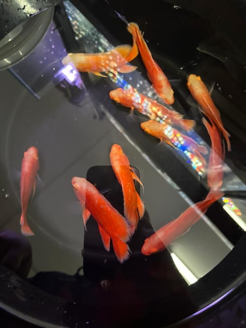 Albino Super Red Chilli Oscars 8/9cm OzDiscus