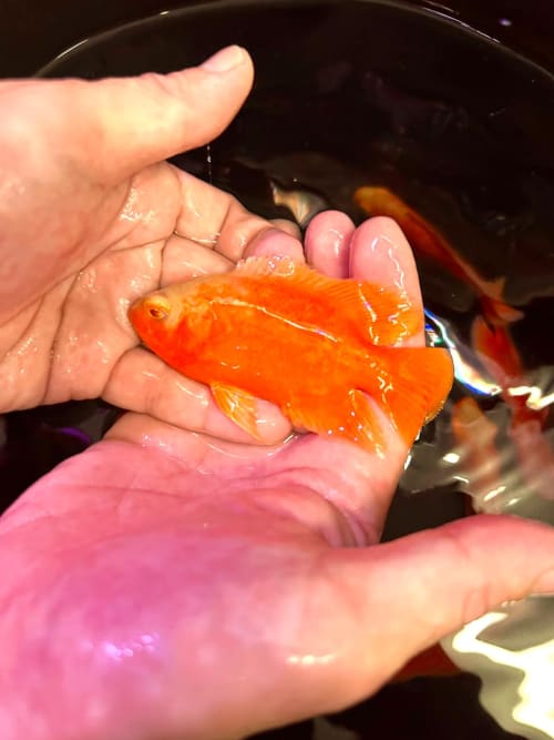 Albino Super Red Chilli Oscars 8/9cm OzDiscus