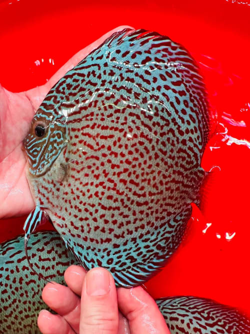 Giant Leopard 15/16cm BO - OzDiscus