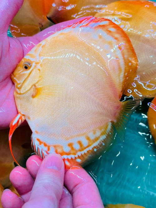 Albino Allenquer 11/12cm BO - OzDiscus