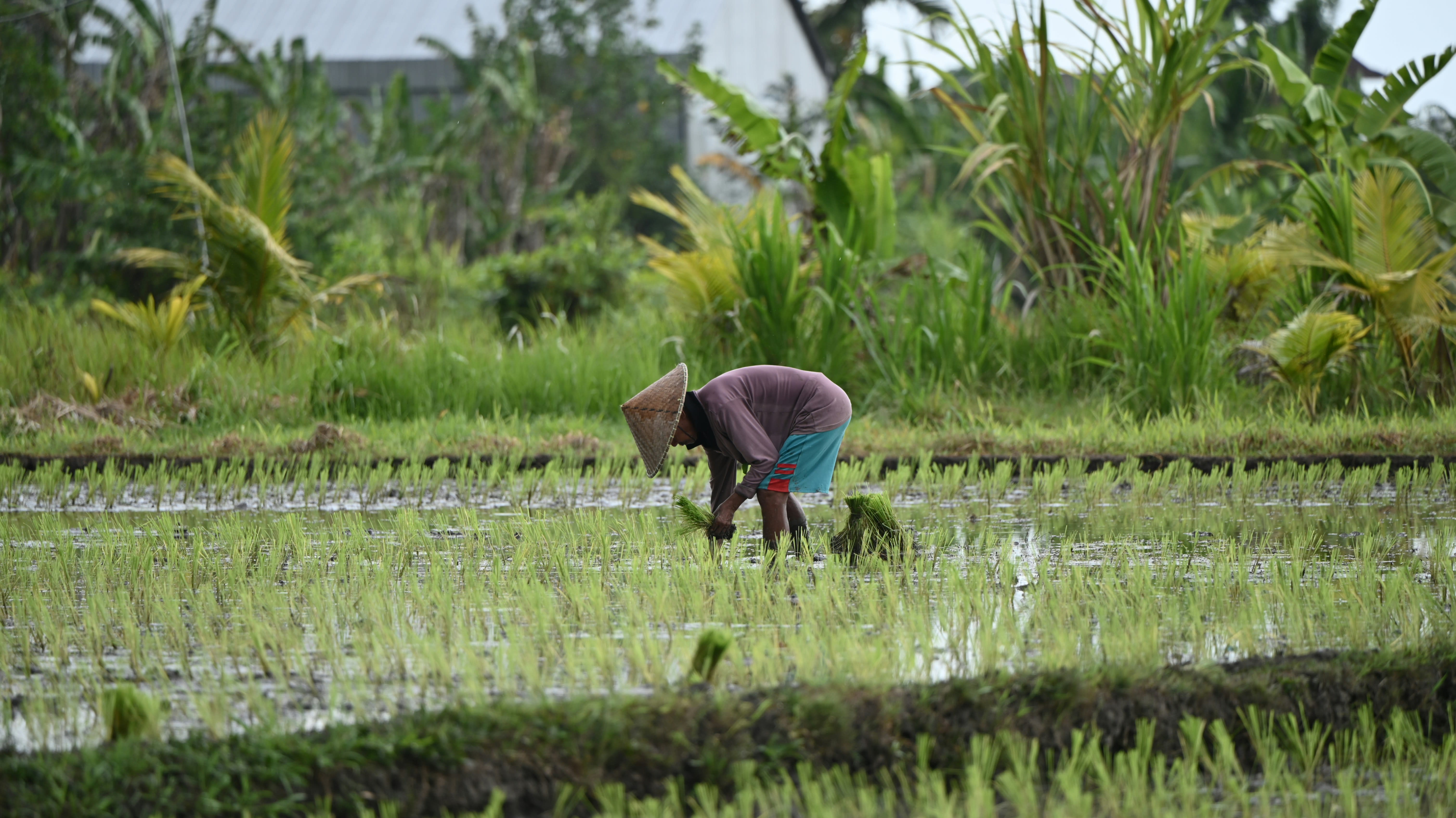 Foto kebun 1
