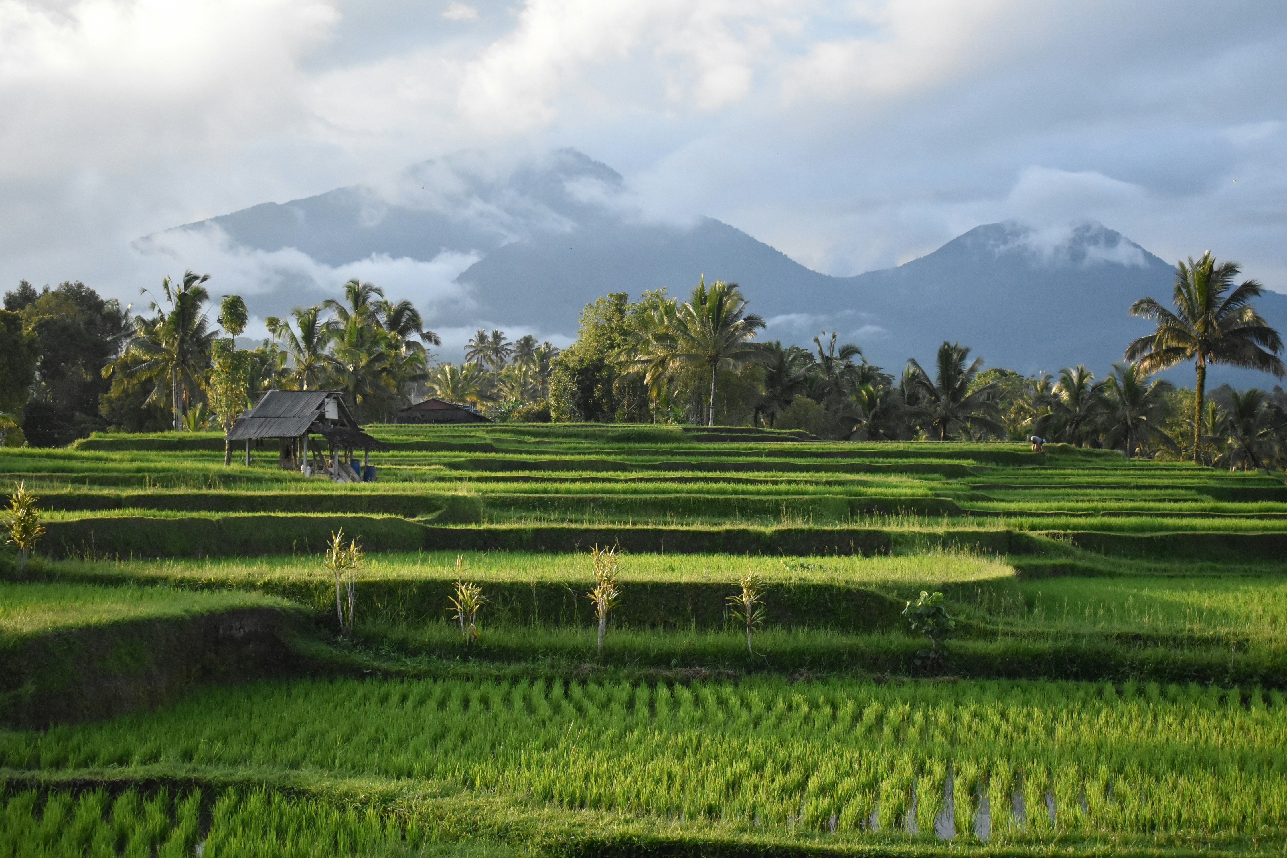 Foto kebun 2