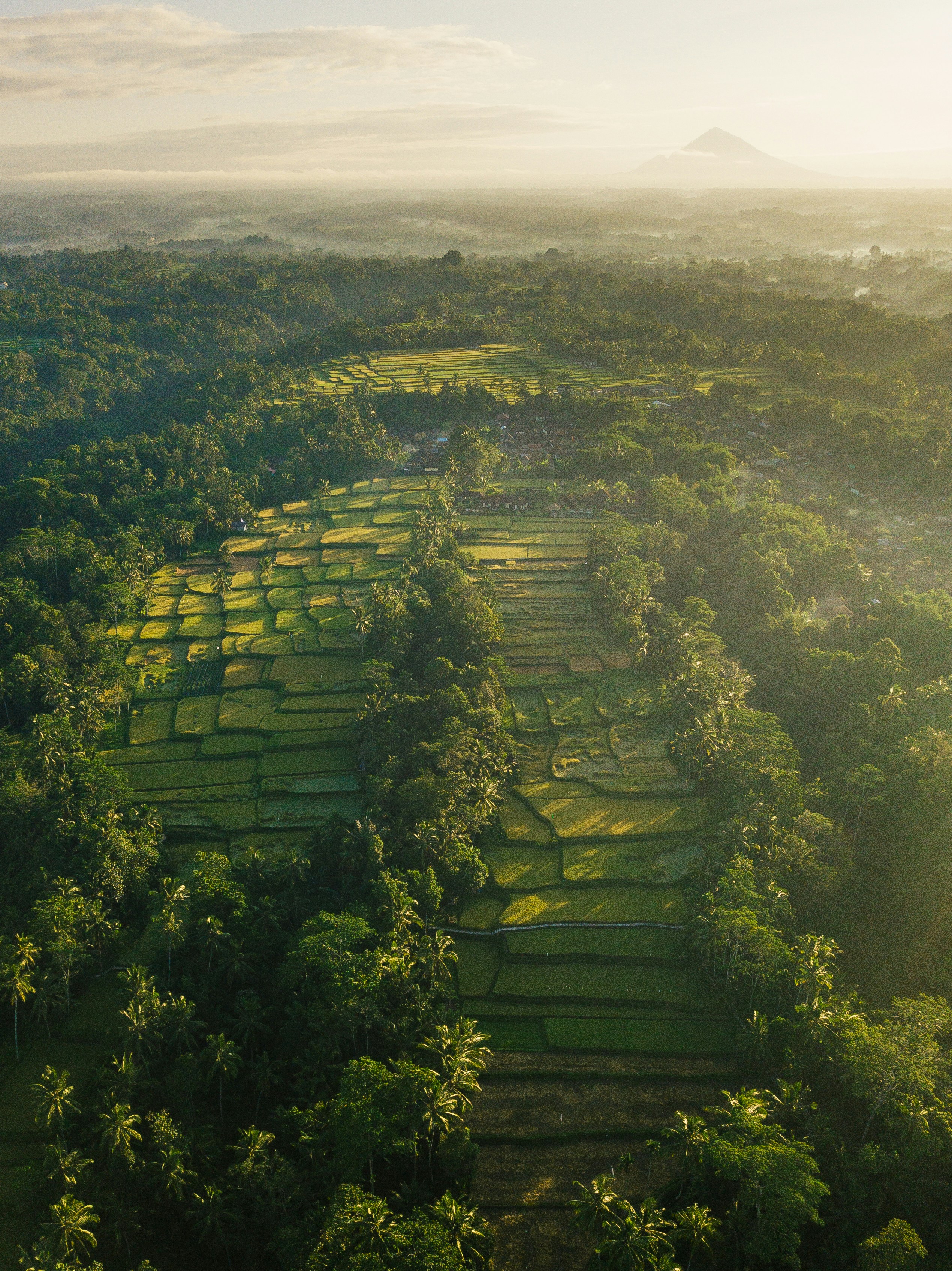 Foto kebun