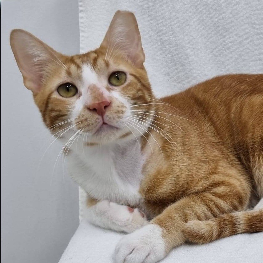בובו