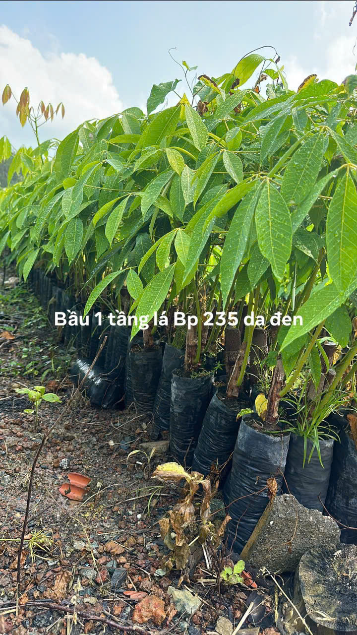 Ảnh bộ sưu tập 6