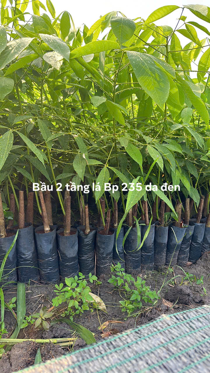 Bầu 2 tầng lá 235 da đen