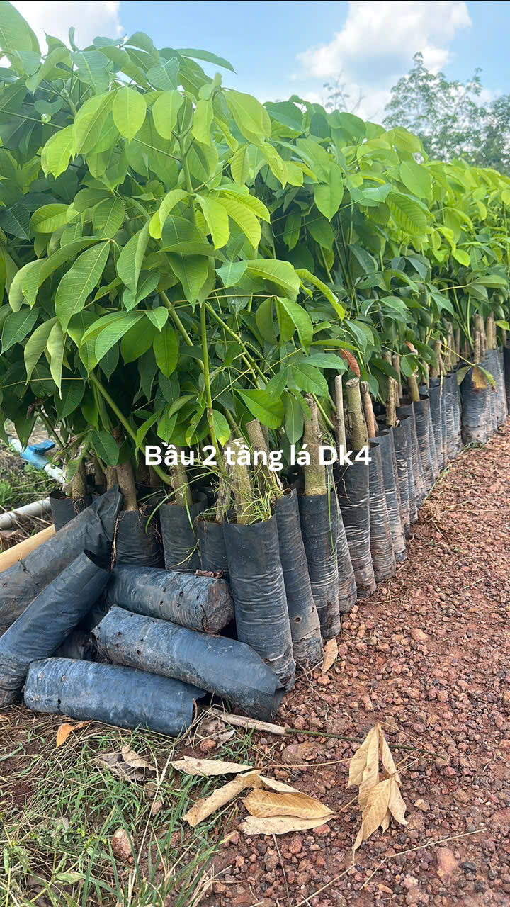 Bầu 2 tầng lá DK4