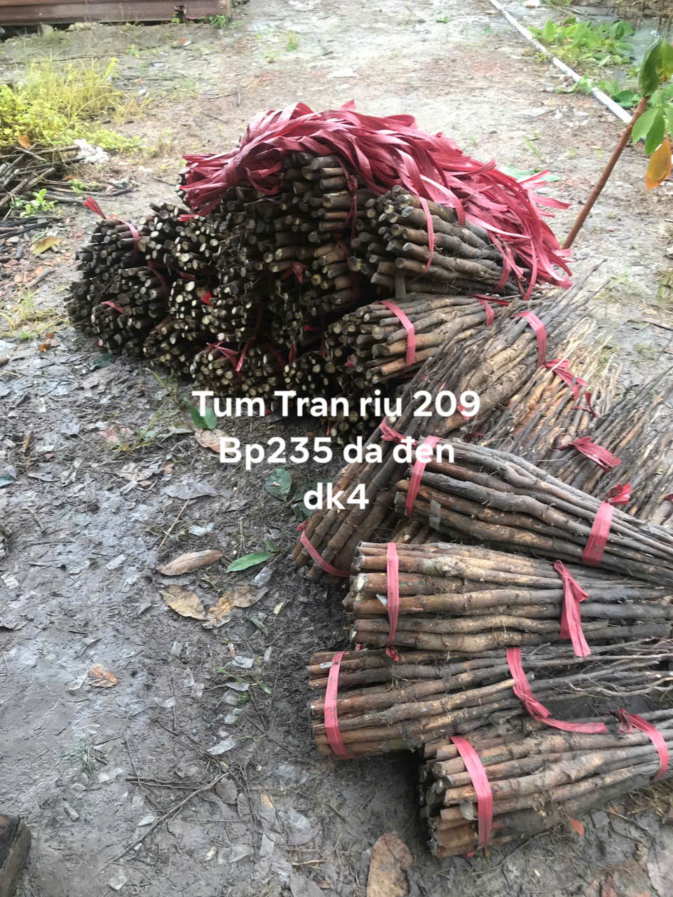 Stump Trần riu 209 Bp235 da đen dk4
