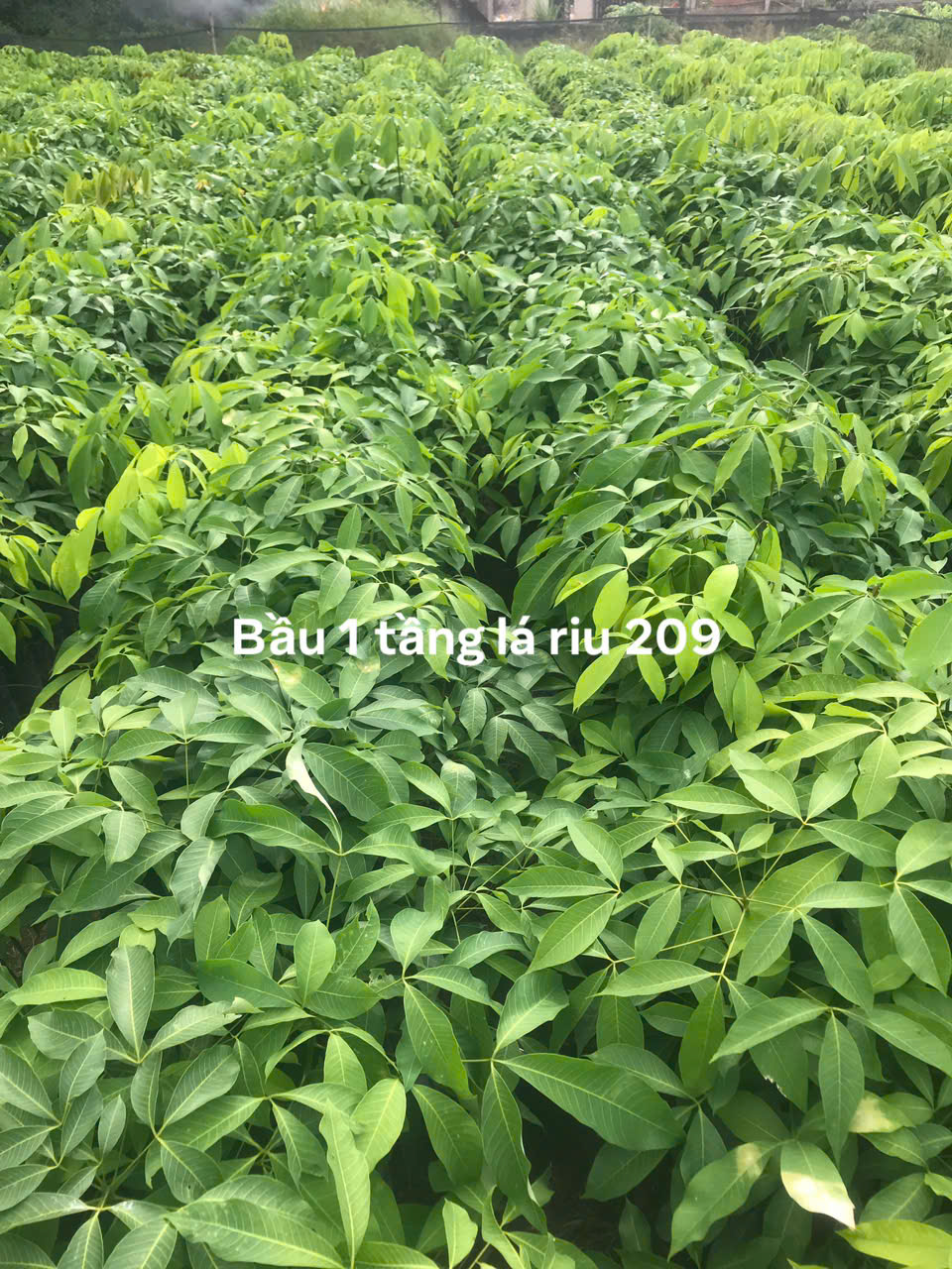 Bầu 1 tầng lá riu 209