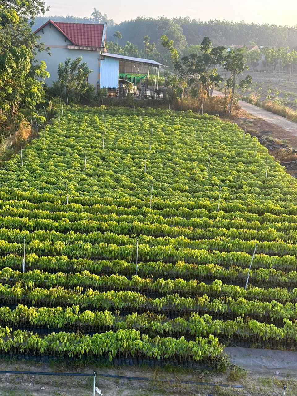 🌱 Bán Cây Giống Cao Su Chất Lượng – Uy Tín – Giá Tốt