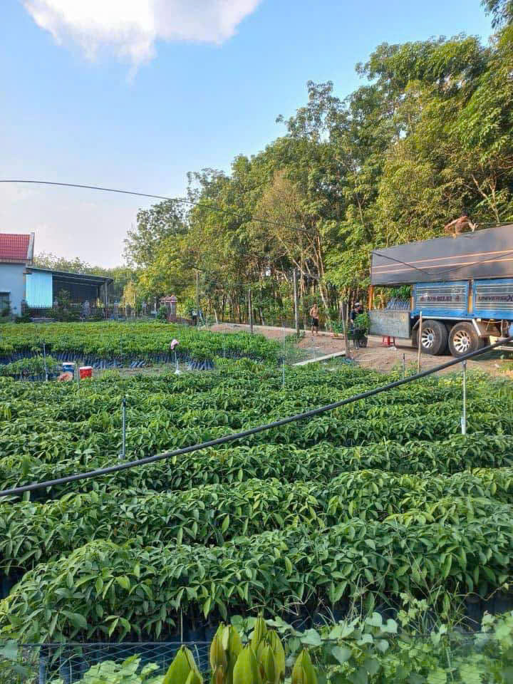 🌱 CÂY GIỐNG CAO SU – BƯỚC KHỞI ĐẦU CHO VƯỜN CAO SU THỊNH VƯỢNG
