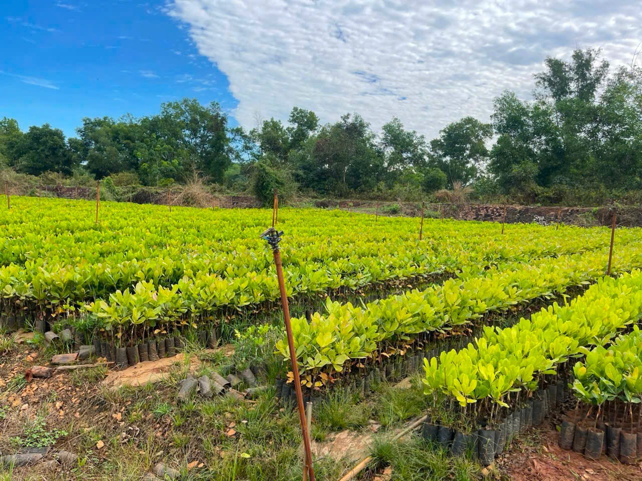🌿 CÂY GIỐNG CAO SU CHẤT LƯỢNG CAO – NỀN TẢNG CHO MỘT VỤ MÙA THÀNH CÔNG