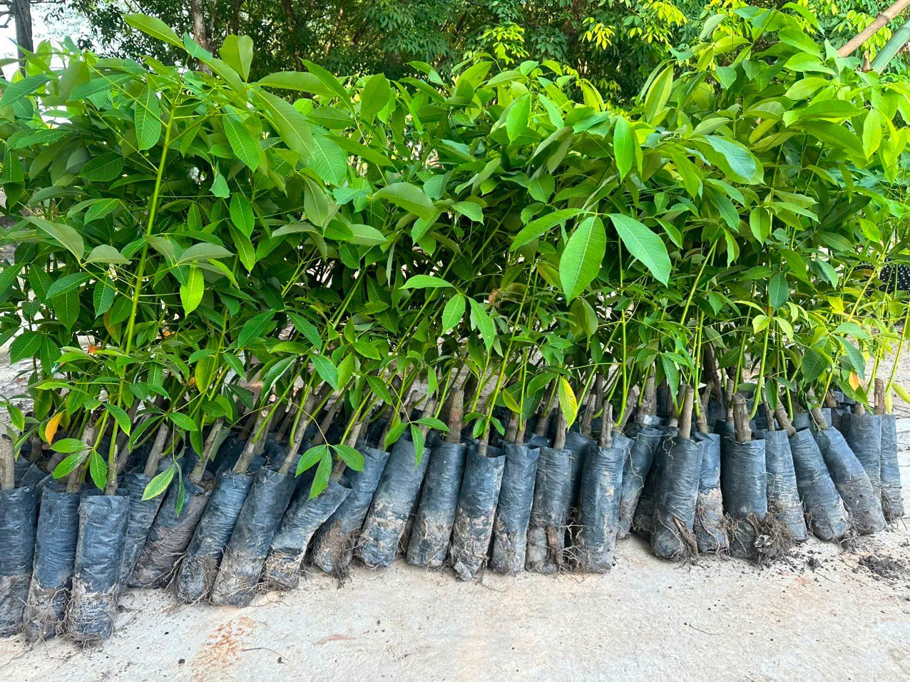 🌿 ƯƠM MẦM NIỀM TIN – GIEO HẠT TƯƠNG LAI CÙNG CAO SU TUẤN ANH