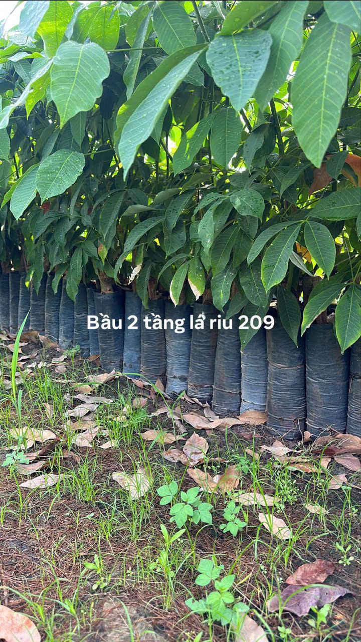 Bầu 2 tầng lá riu 209