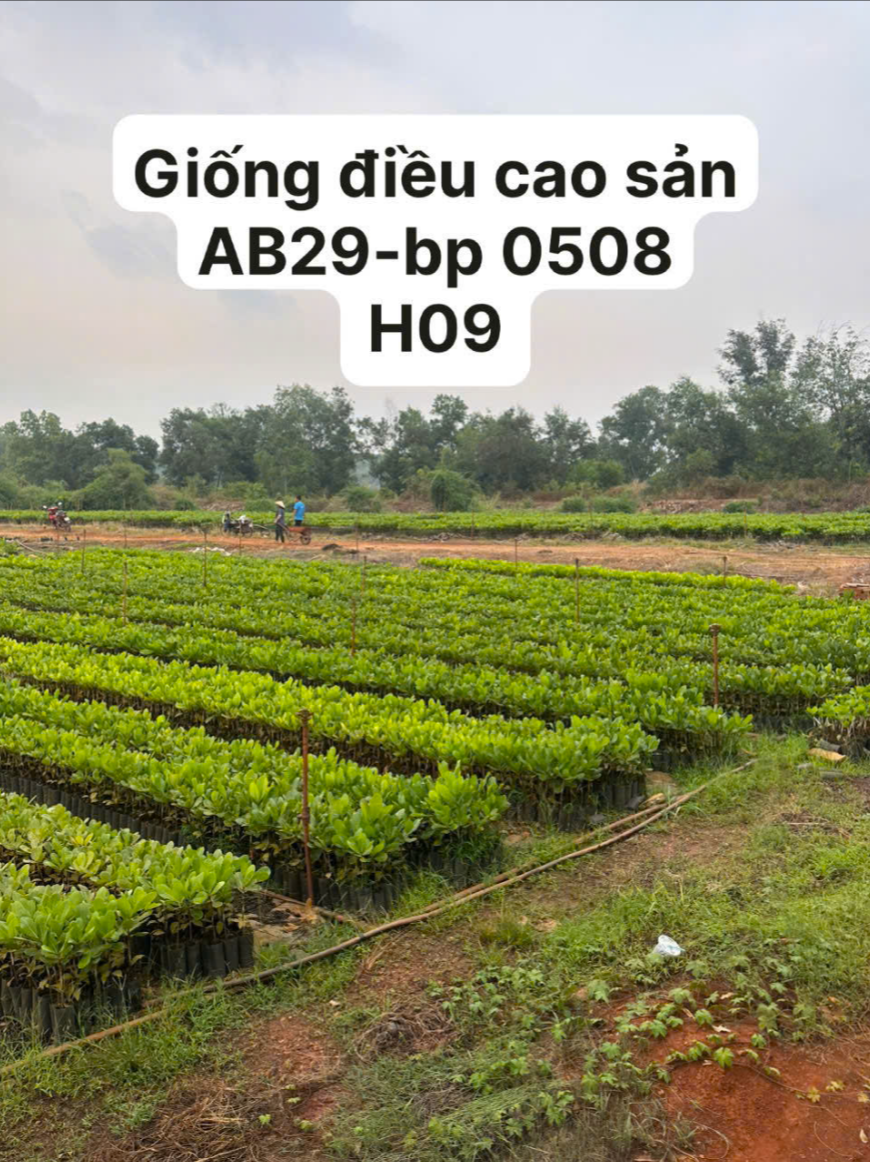 Ảnh bộ sưu tập 11