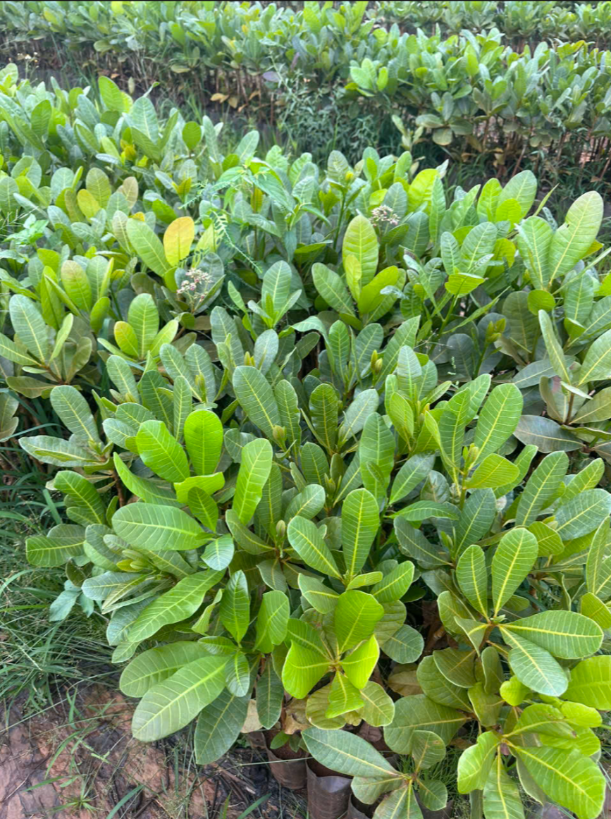 Ảnh bộ sưu tập 14