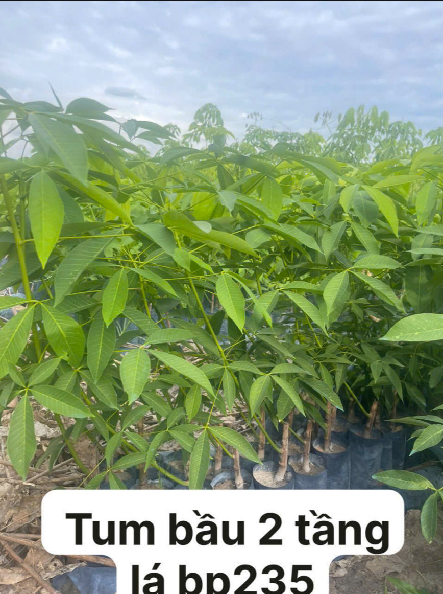 Ảnh bộ sưu tập 13