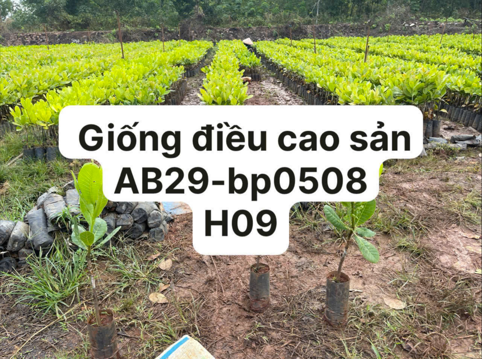Ảnh bộ sưu tập 12