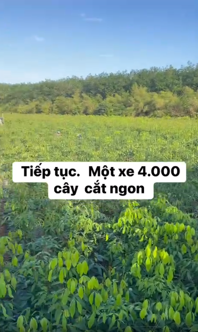 Ảnh bộ sưu tập 15