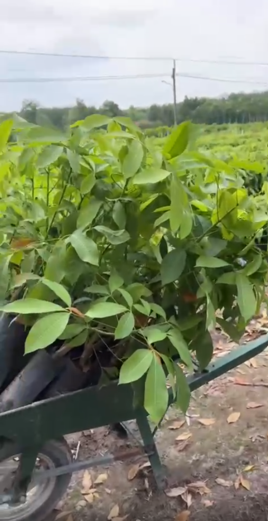 Ảnh bộ sưu tập 17