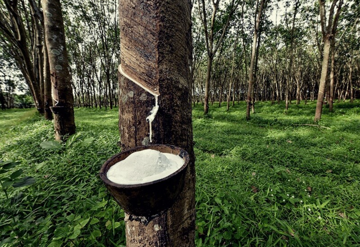 "Giải Mã" Các Giống Cao Su Phổ Biến: Chọn Giống Nào Cho Vườn Bội Thu Tại Bình Phước, Đắk Lắk, Đắk Nông, Lâm Đồng?