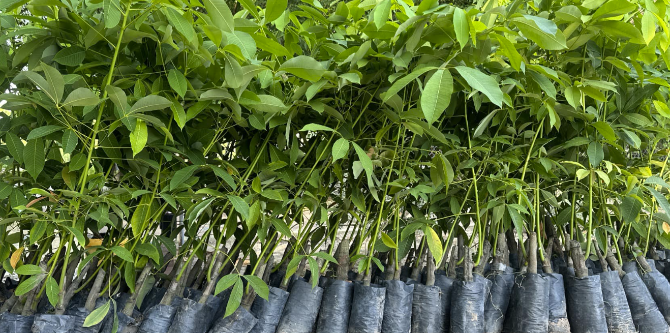 "Giải Mã" Sức Hút Của Cao Su Giống RRIV 209: Tiềm Năng Năng Suất Vượt Trội Và Những Điều Cần Biết Để Thành Công