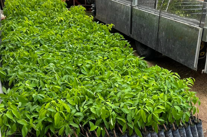 Cao Su Giống Ghép Mắt Ngủ, Stump Trần Hay Polybag Ươm Sẵn: "Giải Mã" Ưu Nhược Điểm Để Chọn Đúng Loại Cho Vườn Nhà Bạn