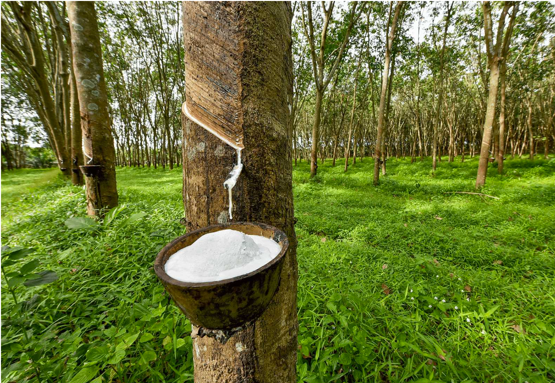 "Bắt Bệnh" Cho Đất, "Bồi Bổ" Cho Cây: Tất Tần Tật Về Các Loại Phân Bón Giúp Vườn Cao Su Sai Trĩu Mủ