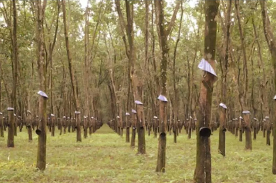 Việt Nam: Sự mở rộng âm thầm của các đồn điền cao su công nghiệp