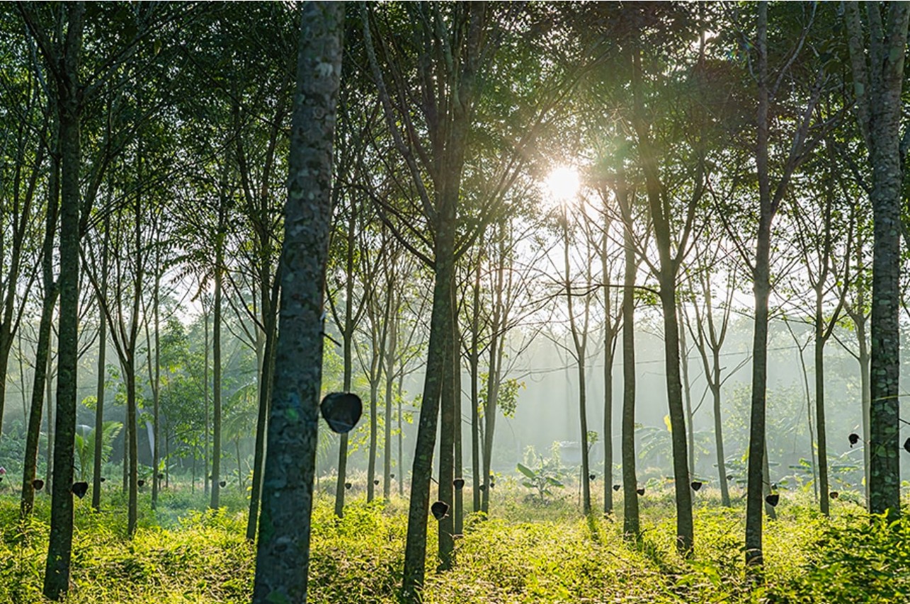 Cây Cao Su Và Quy Trình Tạo Ra Cao Su Tự Nhiên