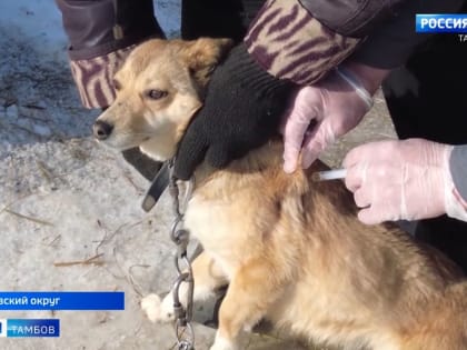 В Притамбовье внимательно следят за здоровьем сельскохозяйственных животных и домашних питомцев