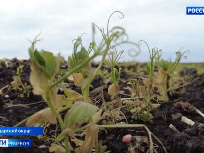 Заморозки погубили урожай плодово-ягодных культур