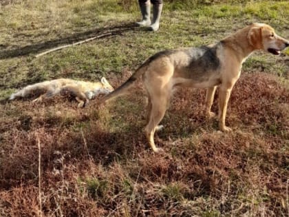 Больная лисичка притащила в Знаменку карантин