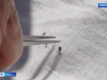 Клещи продолжают активничать: как обезопасить себя от укуса?