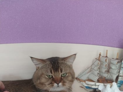 Бесплатную профилактическую иммунизацию домашних животных тамбовские ветеринары будут проводить каждый вторник и четверг апреля