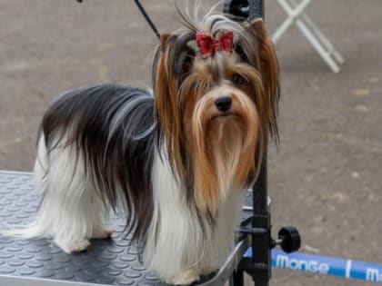 В мае тамбовчане смогут бесплатно привить своих домашних животных от бешенства