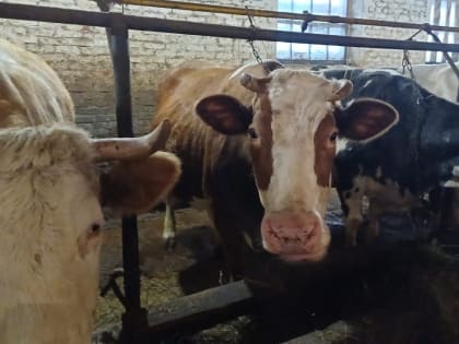 Отзывчивые на ласку: фермер Галина Лунина из Моршанского округа окружила заботой рогатое поголовье