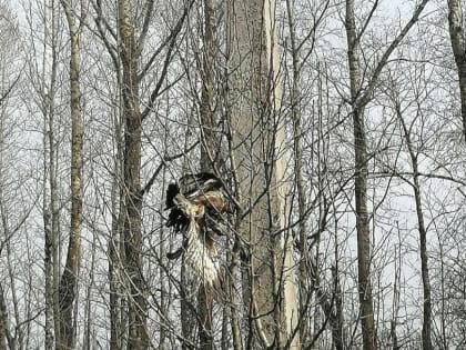 В Тамбовской области пернатый хищник сарыч погиб от удара током на ЛЭП