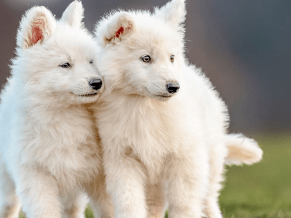 Увеличение заболеваемости в Знаменском, Пичаевском и Петровском округах