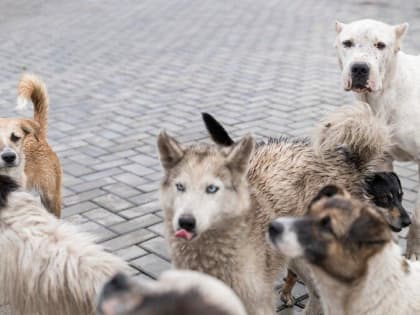 Смертельная угроза: бешенство в России продолжает уносить жизни