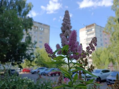 Синоптики обещают Тамбову до +36 градусов на этой неделе