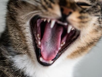 В Первомайском округе установлен карантин по бешенству животных